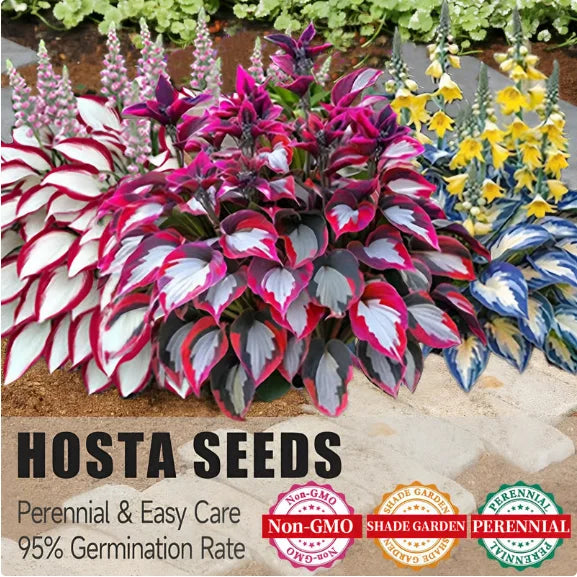 LAST DAY: BUY 3 GET 2 FREE🍃Rare Hosta Seeds🌿Survival rate of up to 95%