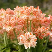 Orange White